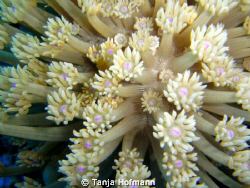 Close up of flower coral in Masa Alam, Egypt by Tanja Hofmann 